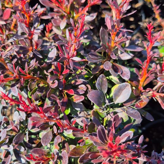 Berberis thunbergii 'Bagatelle' - T�rpe g�mb jap�n borbolya