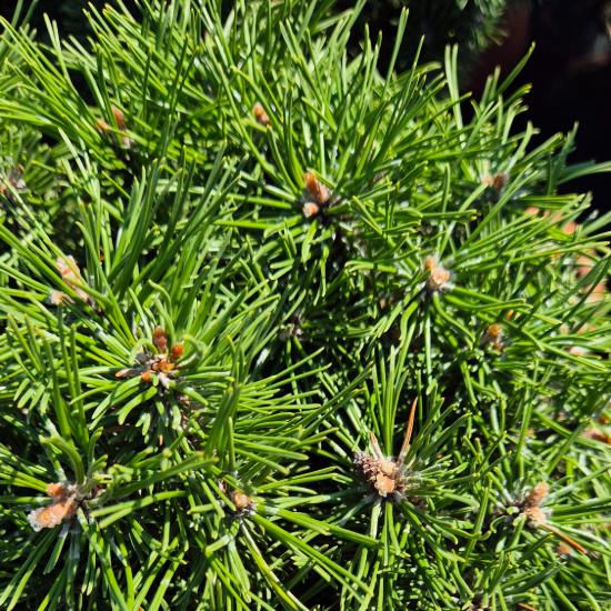 Pinus mugo 'Humpy' – Havasi t�rpefeny� (magast�rzs�)