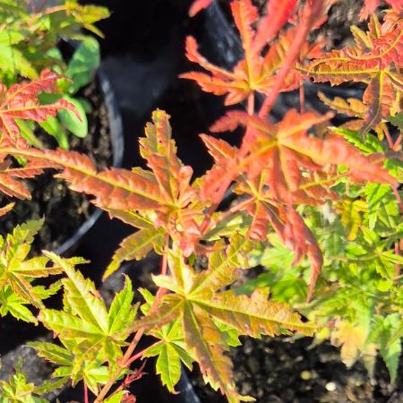 Acer palmatum 'Phoenix' - Jap�n juhar Phoenix 10 liter