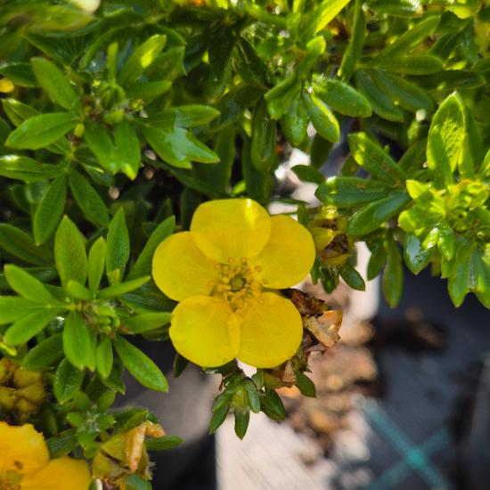 Potentilla fruticosa 'Kobold' - T�rpe, s�rga cserj�s pimp� 2 liter