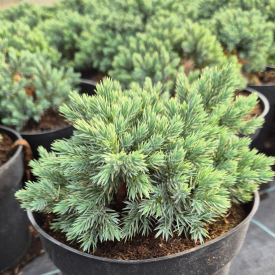 Juniperus squamata 'Blue Star' - Kék törpe terülõ boróka 2 liter Juniperus squamata 'Blue Star' - Kék törpe terülõ boróka 2 liter
