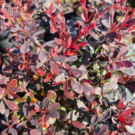 Berberis thunbergii 'Atropurpurea Nana' - Japn vrborbolya 2 liter