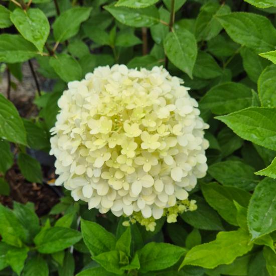 Hydrangea paniculata 'Phantom' – Bug�s hortenzia 10 liter