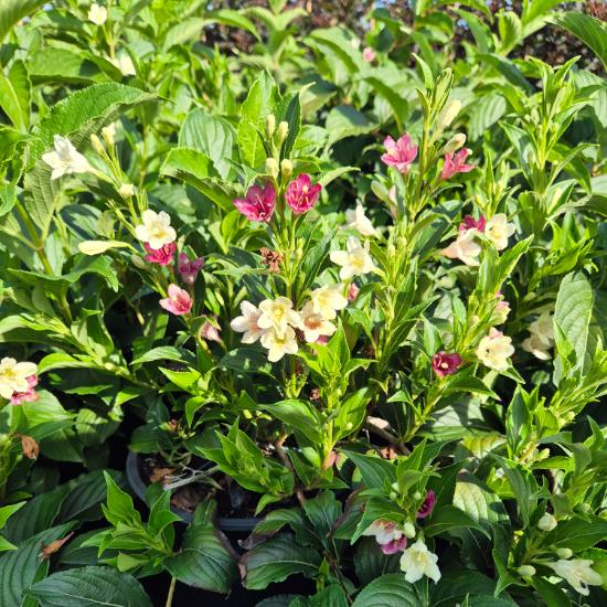 Weigela 'Marjorie' - Marjorie r�zsalonc	4 liter