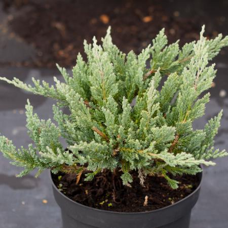 Juniperus horizontalis 'Blue Chip' - Kk terl henye borka 2 liter