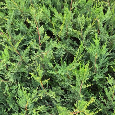 Cupressocyparis leylandii - Leylandi ciprus 0,5 liter