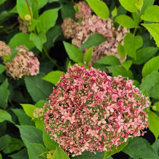 Hydrangea arborescens 'Pink Percussion' - Cserj�s hortenzia 4 liter