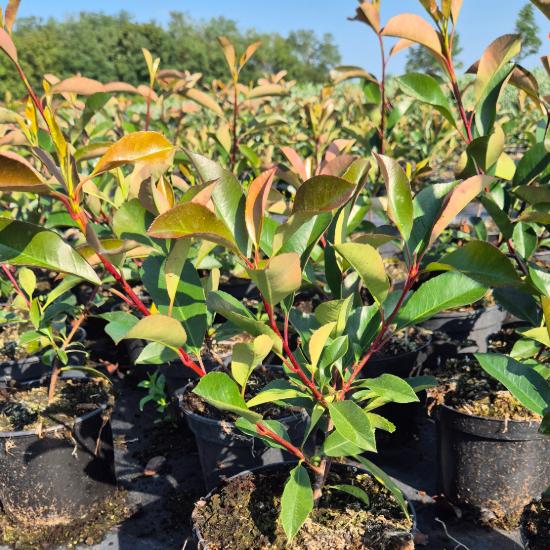 Photinia x fraseri 'Red Robin' - Korallberkenye 2 liter