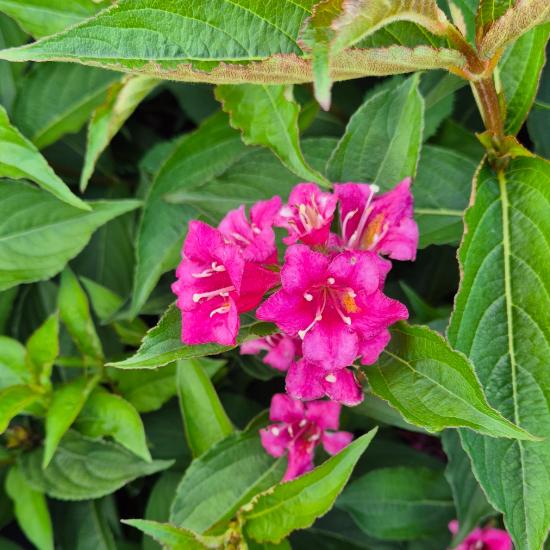 Weigela florida 'Eva Rathke' - R�zsalonc 4 liter