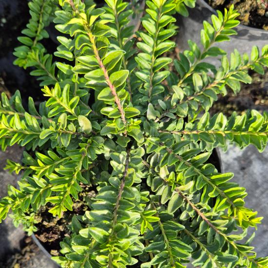 Lonicera nitida 'Maigr�n' - Mirtuszlonc 2 liter