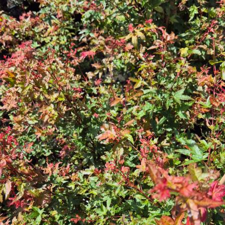 Acer palmatum 'Deshojo' - Japn juhar 10 liter