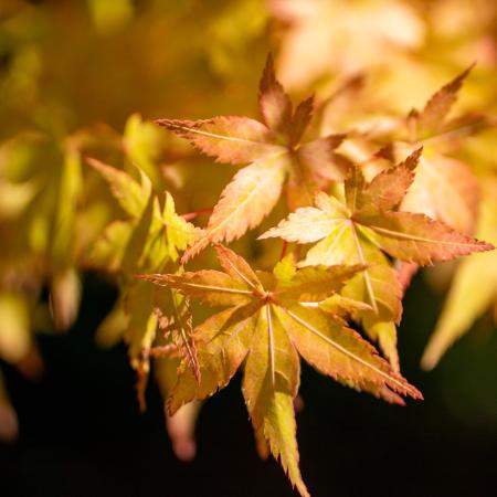 Acer palmatum 'Katsura' - Srga japn juhar 5 liter