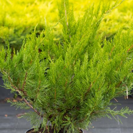 Juniperus chinensis 'Mint Julep' - Zld ksz borka 0,5 liter