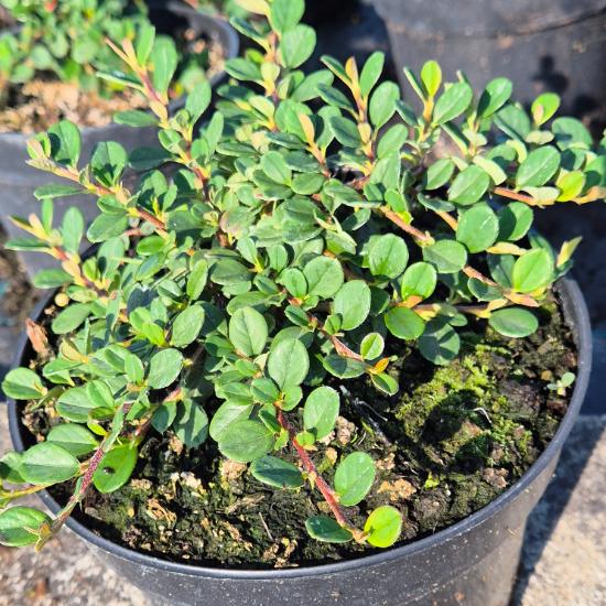 Cotoneaster procumbens 'Queen of Carpet' – Talajtakar� mad�rbirs 2 liter