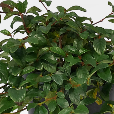 Cotoneaster hybrid 'Bella' - Sznyegmadrbirs 2 liter