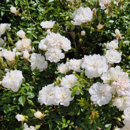 Rosa 'Snow Carpet' - Fehr talajtakar rzsa 2 liter