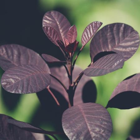 Cotinus coggygria 'Royal Purple' - Vrs cserszmrce 5 liter