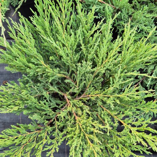 Juniperus horizontalis 'Andorra Compact' - Ter�lõ henye bor�ka 2 liter