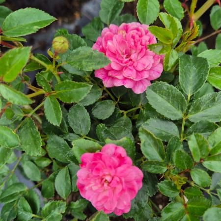 Rosa 'Red Fairy' - Piros talajtakar rzsa 2 liter