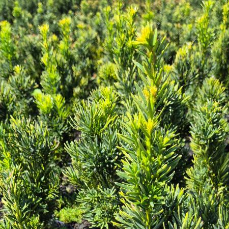 Taxus x media 'Stricta Viridis' - Oszlopos tiszafa 2 liter