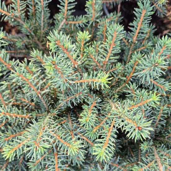 Picea omorika 'Karel' – T�rpe szerb lucfeny� 2 liter