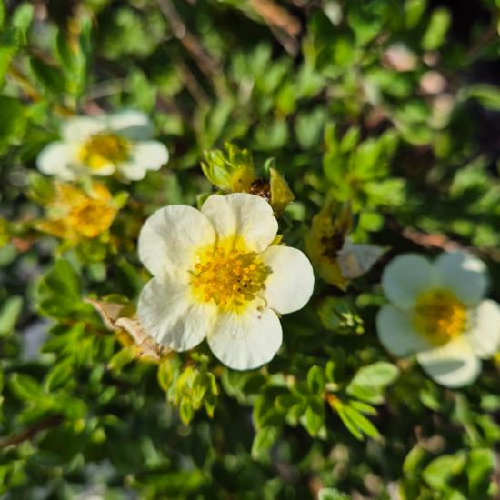 Potentilla fruticosa 'Limelight' - Cserj�s pimp� 2 liter