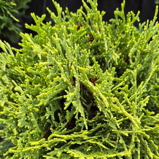 Thuja occidentalis 'Kobold' - Törpe gömbtuja 7,5 liter Thuja occidentalis 'Kobold' - Törpe gömbtuja 7,5 liter