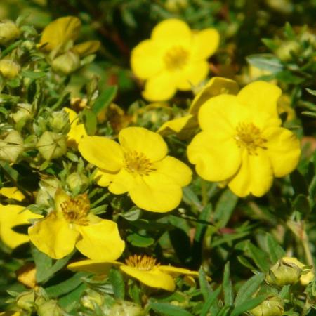 Potentilla fruticosa 'Goldteppich' - Cserjs pimp 2 liter