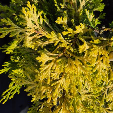 Cupressocyparis leylandii 'Gold Rider' - Arany Leyland ciprus 5 liter