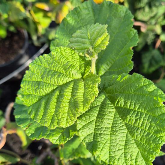 Corylus avellana 'Contorta' - Csavart mogyor� 7,5 liter