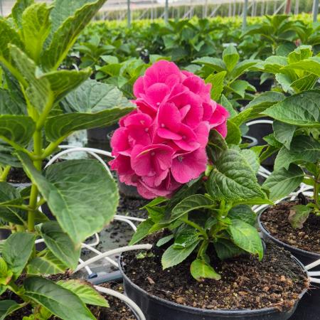 Hydrangea macrophylla 'Red Baron' - Kerti hortenzia 4 liter