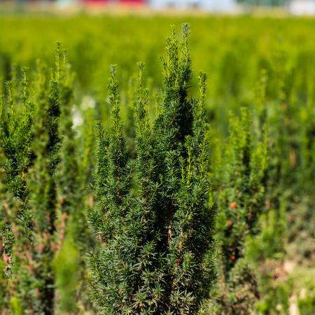 Taxus x.media 'Hicksii' - Oszlopos tiszafa, nõivar, piros termssel 0,5 liter