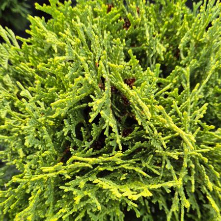 Thuja occidentalis 'Kobold' - Trpe gmbtuja 5 liter