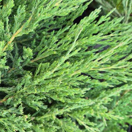 Juniperus horizontalis 'Andorra Compacta' - Terlõ henye borka 7,5 liter