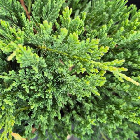 Juniperus horizontalis 'Prinz of Wels' - Zld terl henye borka 0,5 liter