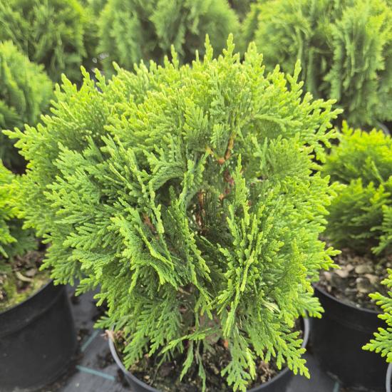 Thuja occidentalis 'Danica' - T�rpe g�mbtuja 2 liter