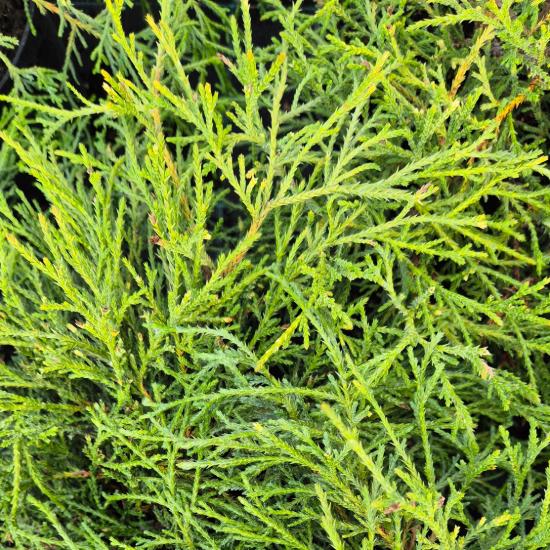 Chamaecyparis pisifera 'Filifera Nana' - T�rpe szav�ra hamisciprus 2 liter