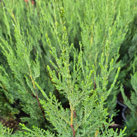 Cupressocyparis leylandii 'Green Rocket' - Oszlopos leylandi ciprus 4 liter