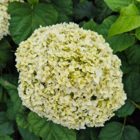 Hydrangea arborescens 'Annabelle' - Cserj�s hortenzia 5 liter