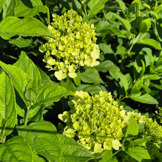 Hydrangea paniculata 'Limelight' - Feh�r bug�s hortenzia 5 liter