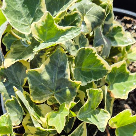 Hedera helix 'Yellow Ripple' – Borostyn 2 liter