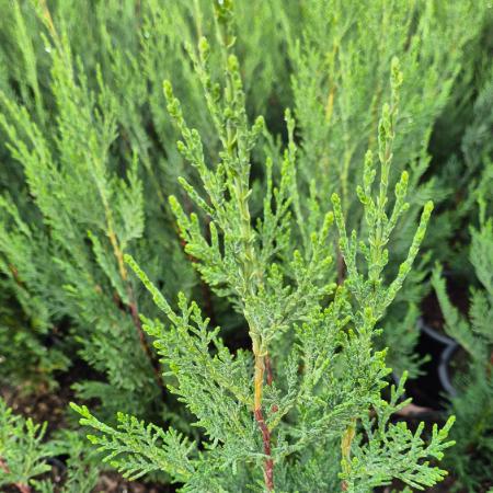Cupressocyparis leylandii 'Green Rocket' - Oszlopos leylandi ciprus 4 liter