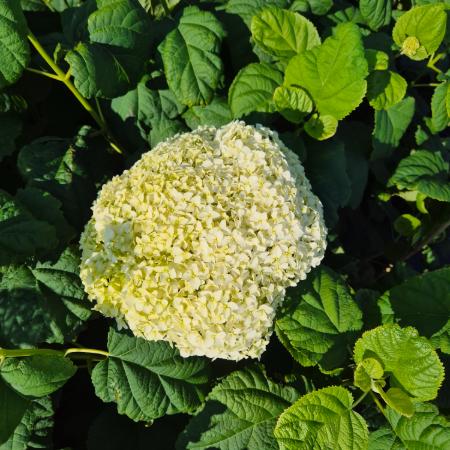 Hydrangea arborescens 'Annabelle' - Cserjs hortenzia 2 liter