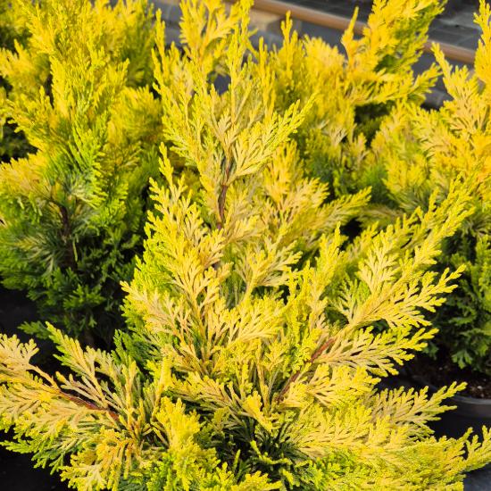 Cupressocyparis leylandii 'Gold Rider' - Arany Leyland ciprus 2 liter