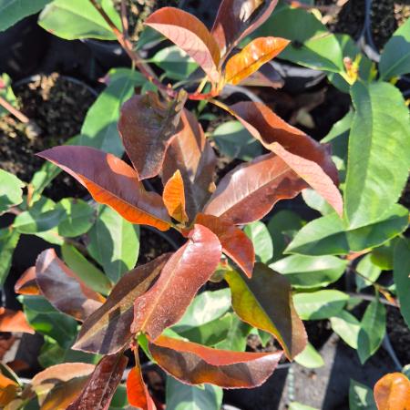 Photinia x fraseri 'Camilvy' - Korallberkenye 10 liter