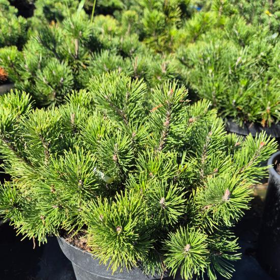 Pinus mugo var. Pumilio - Havasi t�rpefenyõ 10 liter