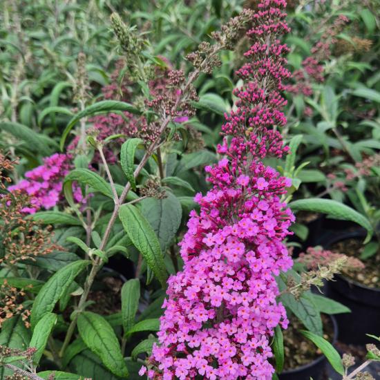 Buddleia davidii 'Pink Delight'- Ny�riorgona (r�zsasz�n) 2 liter