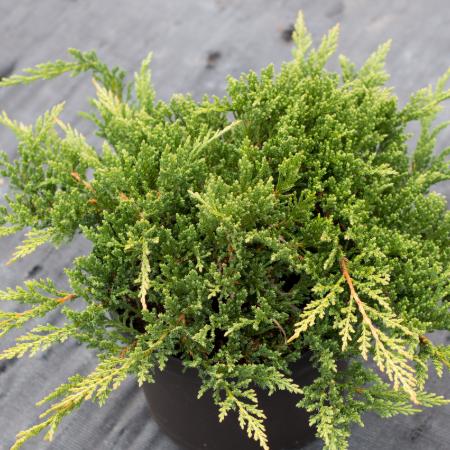 Juniperus horizontalis 'Prinz of Wels' - Zld terl henye borka 0,5 liter