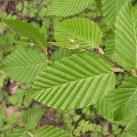 Carpinus Betulus - Gyertyn 2 liter