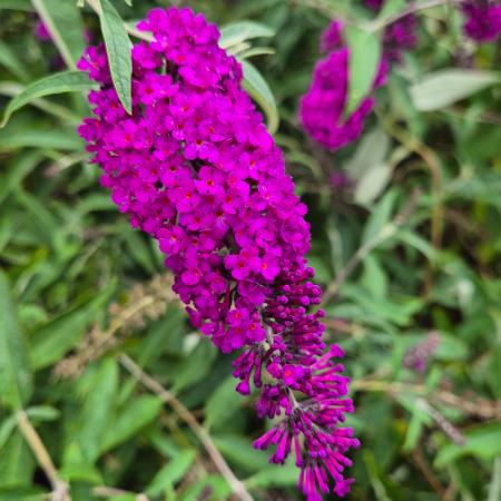 Buddleia davidii 'Royal Red' - Bborlila nyriorgona 2 liter